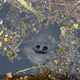 Helena the manatee peeks up through the plants after being released back into the wild. Photo Courtesy Amanda Lelis
